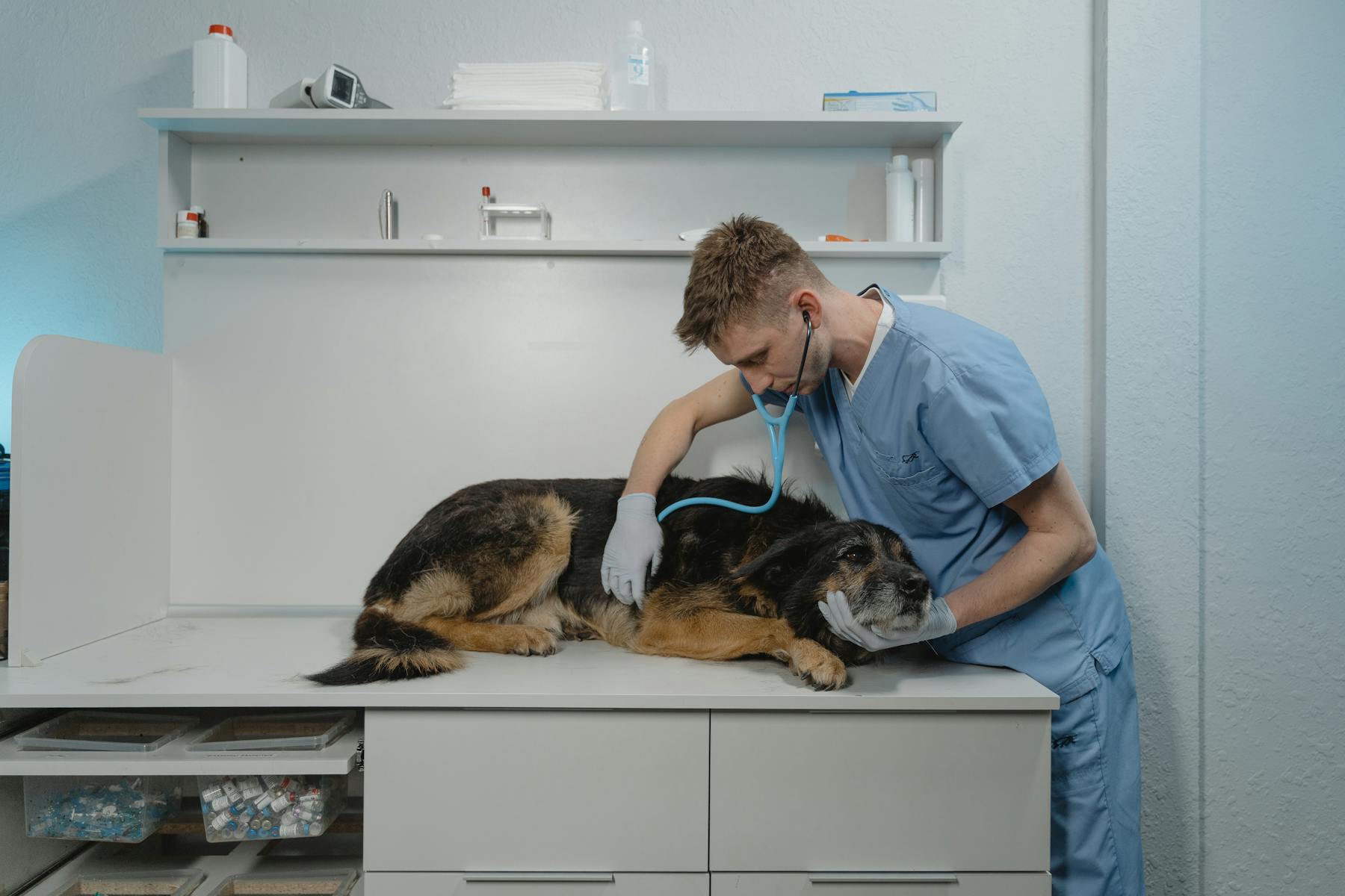 Clinique Vétérinaire Patte